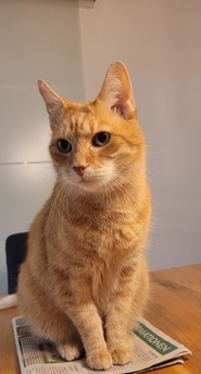 137_Garfield.jpg